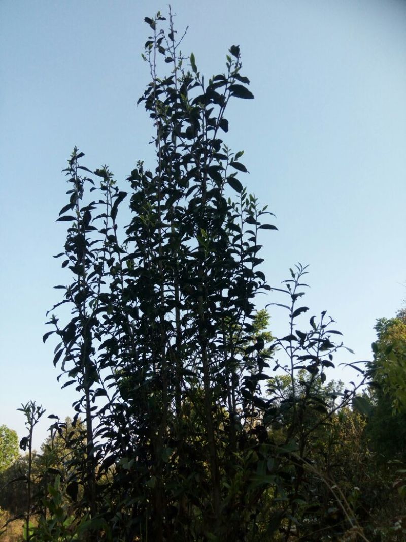 普洱茶特级