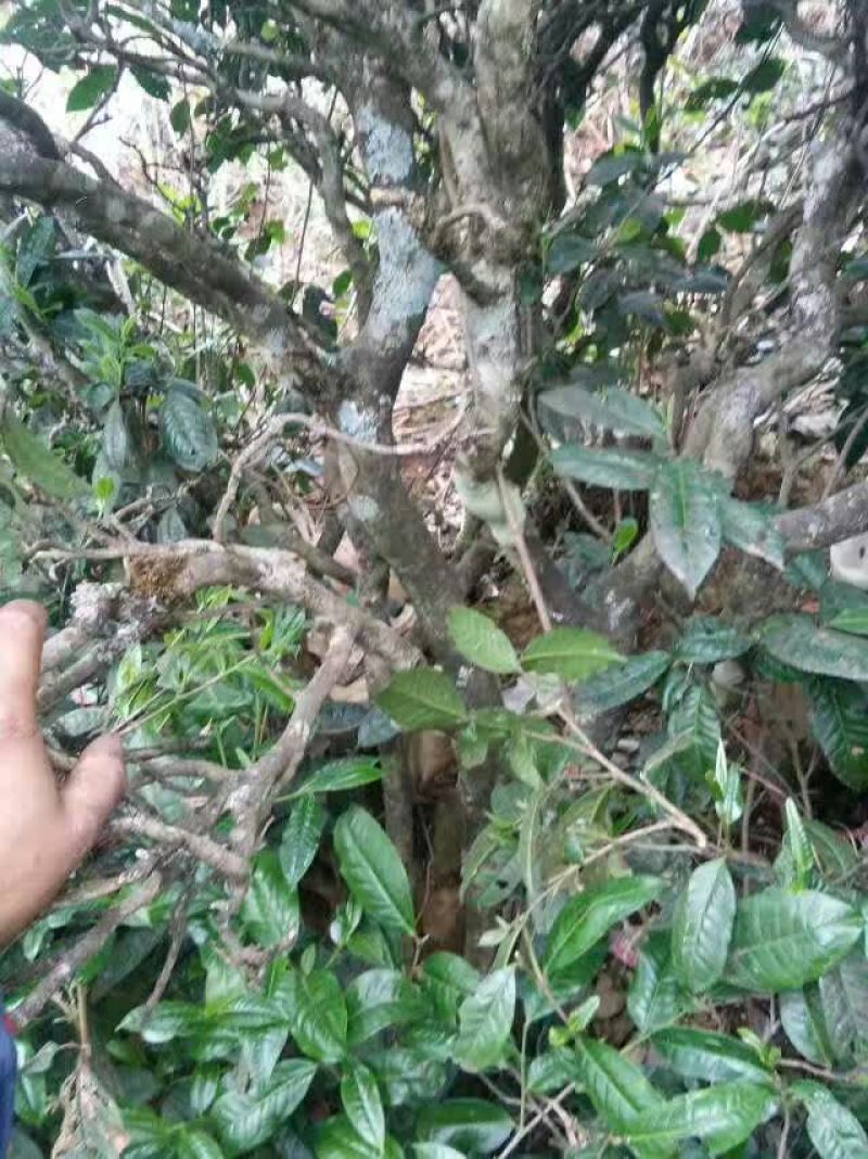 普洱茶特级