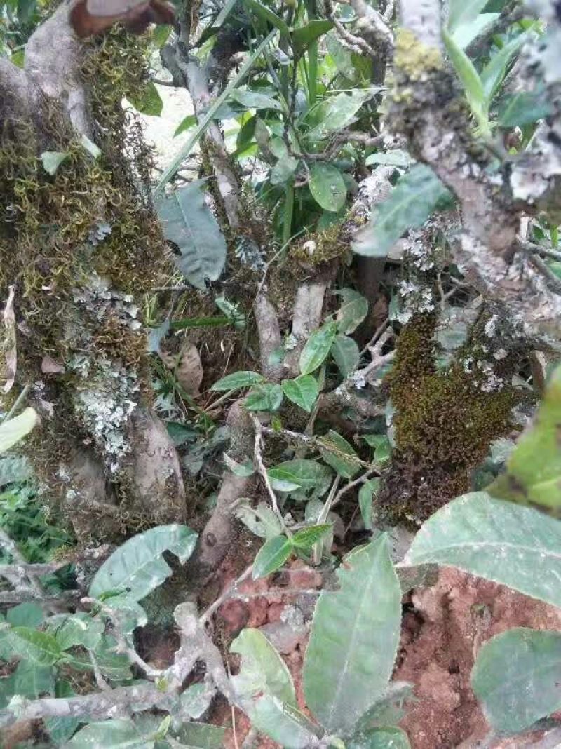 普洱茶特级