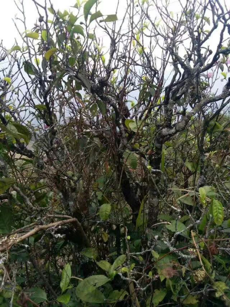 普洱茶特级