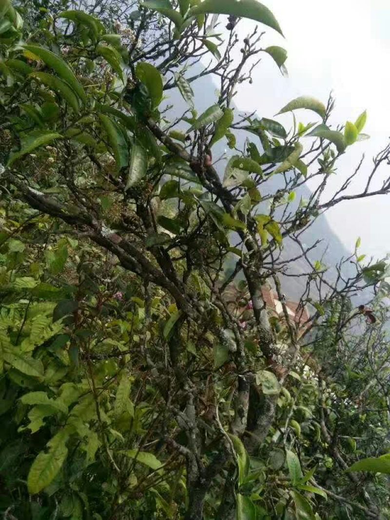 普洱茶特级