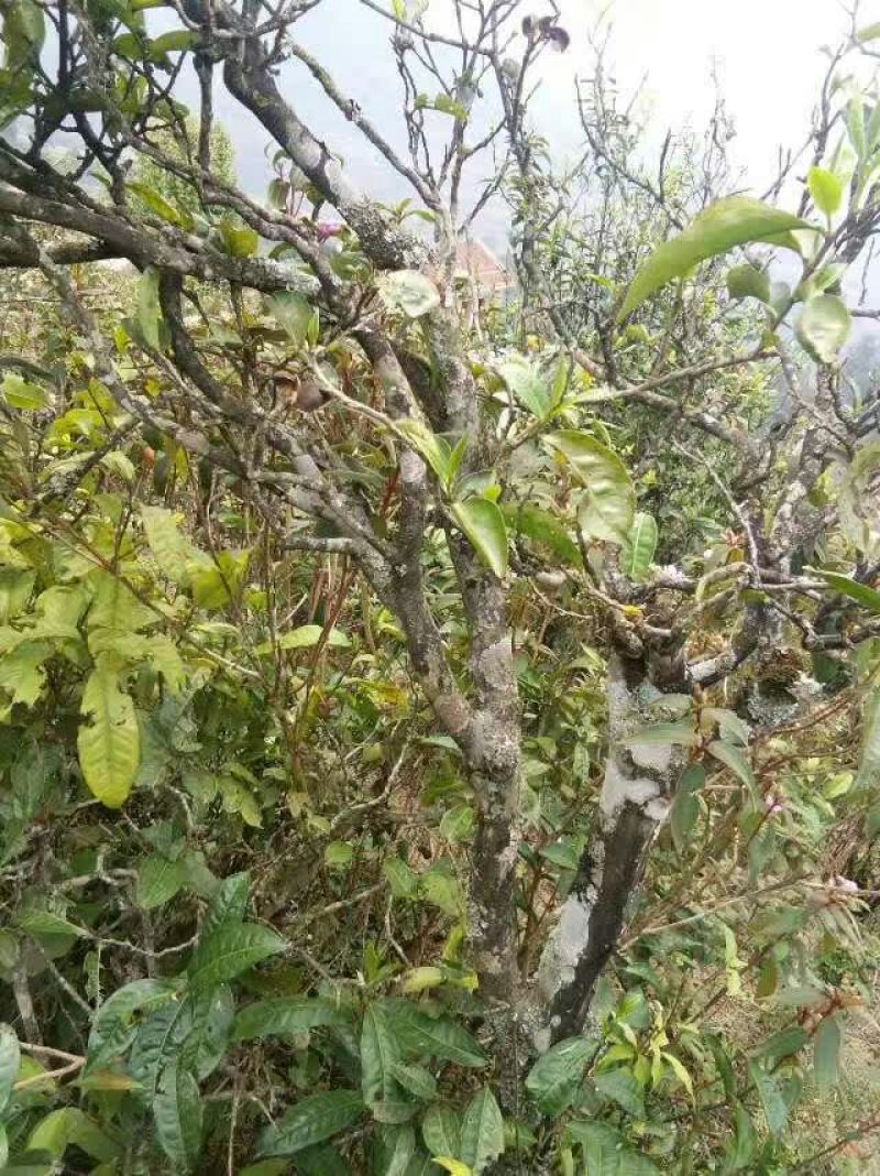 普洱茶特级