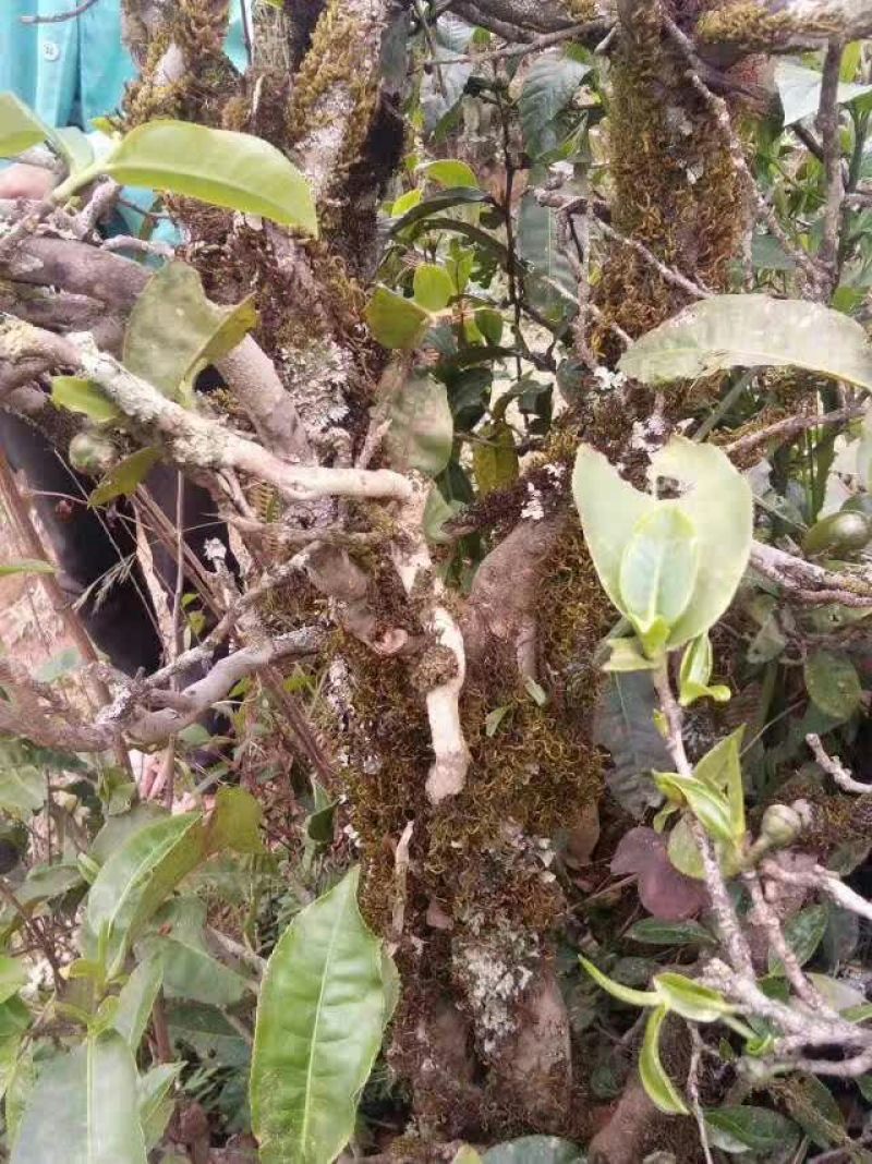 普洱茶特级