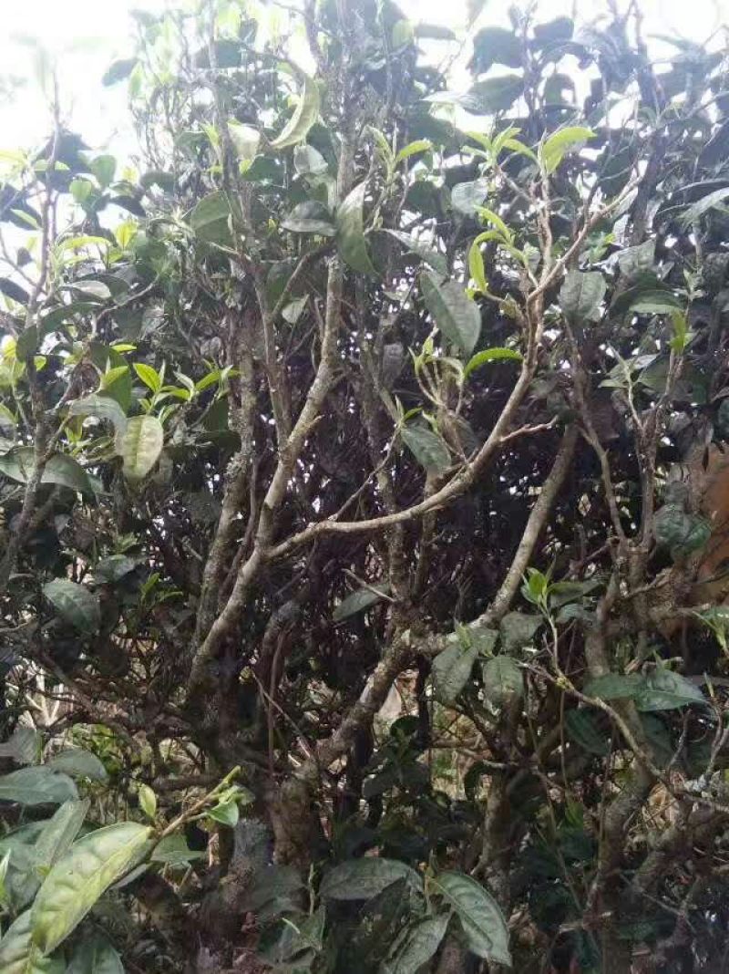 普洱茶特级