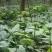 文山三七花干货鲜无柄250克一斤包邮