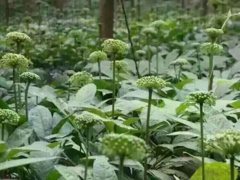 文山三七花干货鲜无柄250克一斤包邮