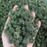 文山三七花干货鲜无柄250克一斤包邮