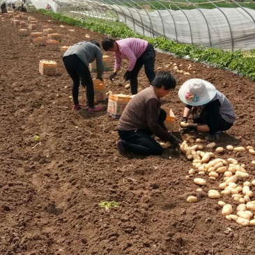 荷兰十五土豆2两以上