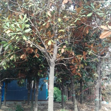 广玉兰14~16cm