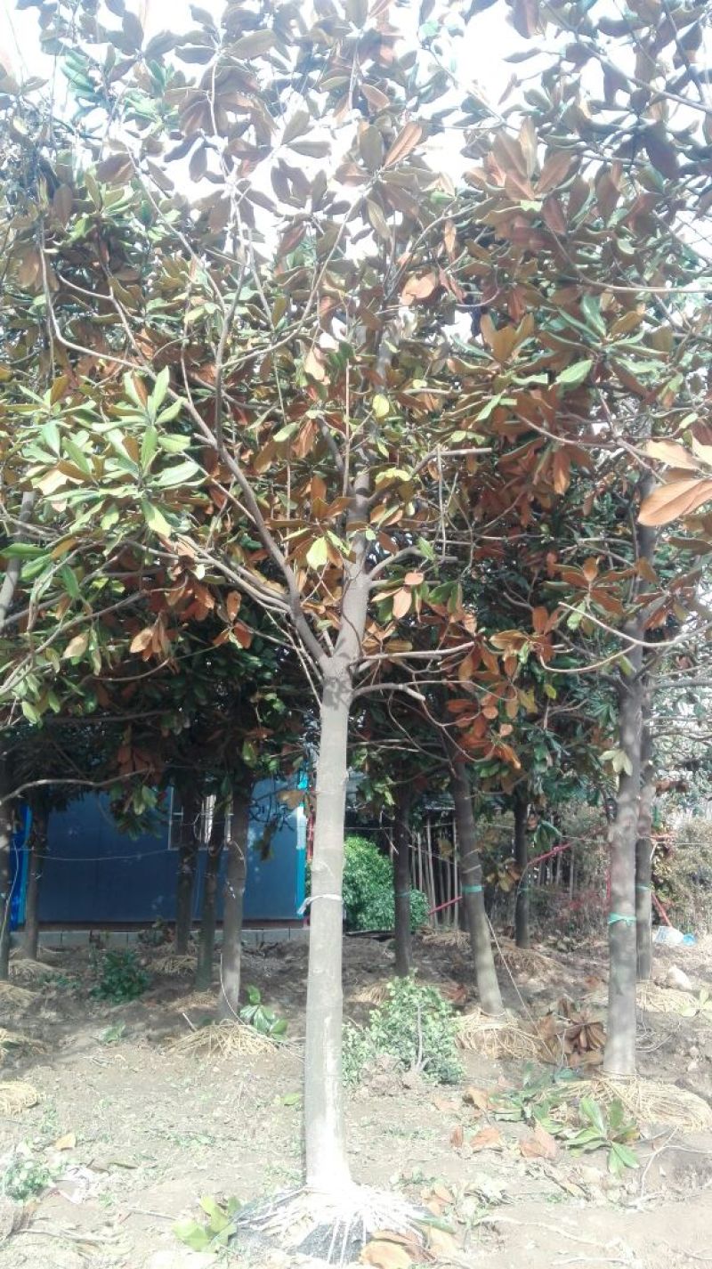 广玉兰14~16cm