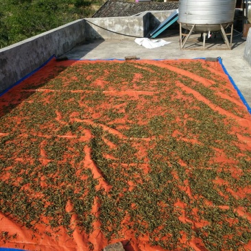 百年大树茶一级