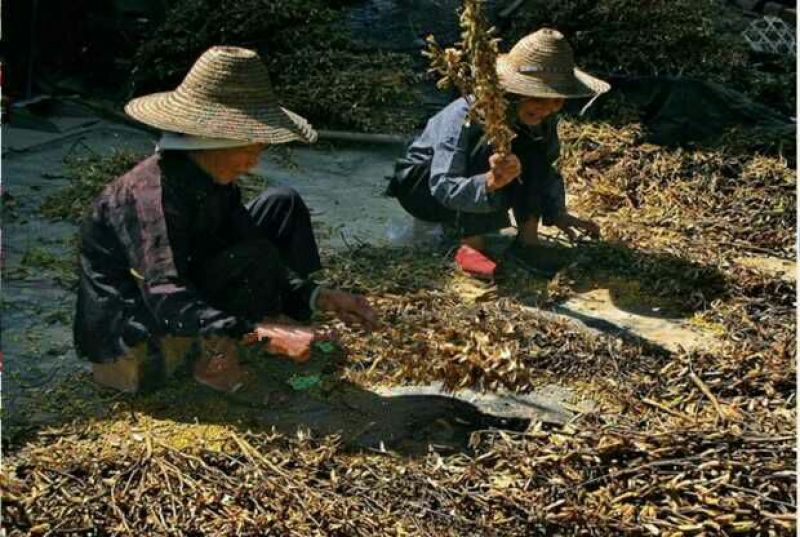 豆皮干