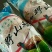 山鸡统货
