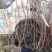 金手指葡萄苗80~110cm3年