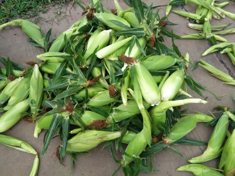 一件代发水果玉米大量有货6年生鲜供应经验专业供应链