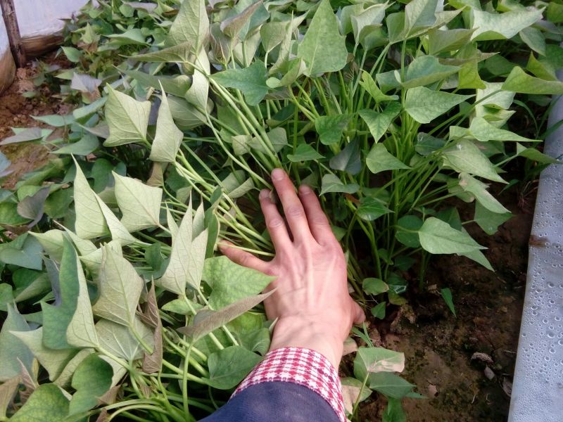脱毒红薯苗25～30cm