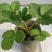 草莓苗10~20cm