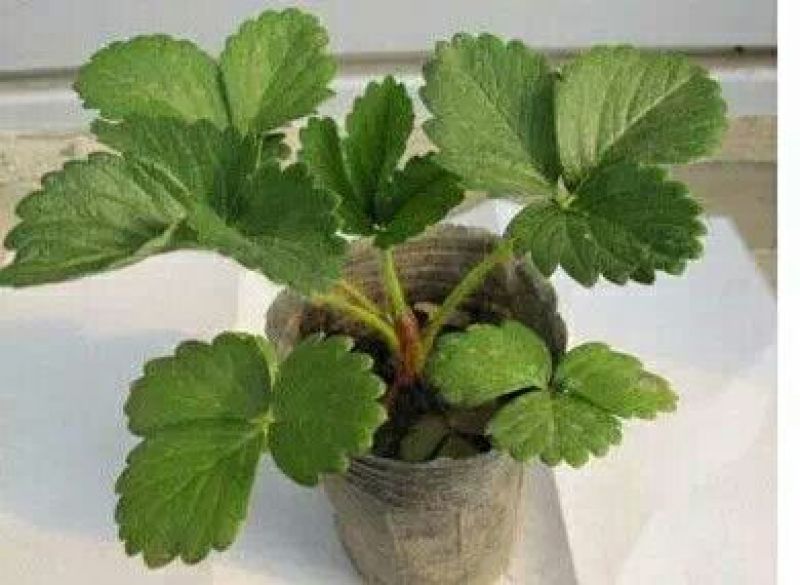 草莓苗10~20cm