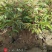 芍药2cm以下0.5米以下营养杯芍药