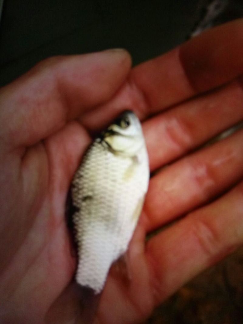 杂交鲫鱼鱼苗