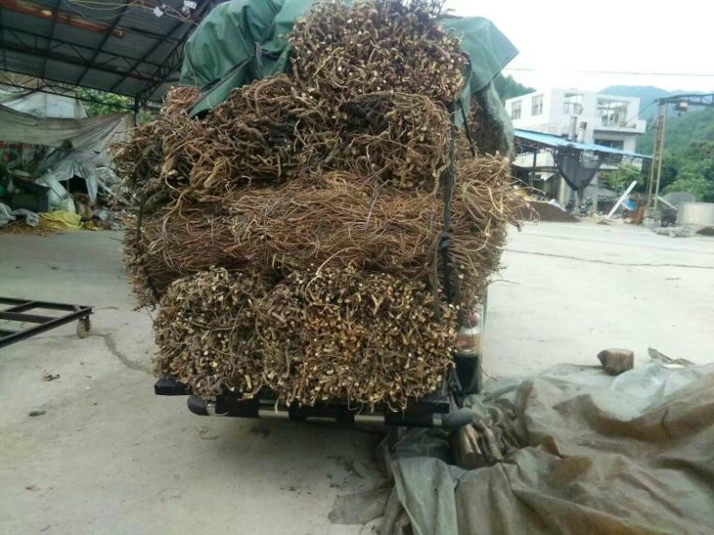 五指毛桃中根