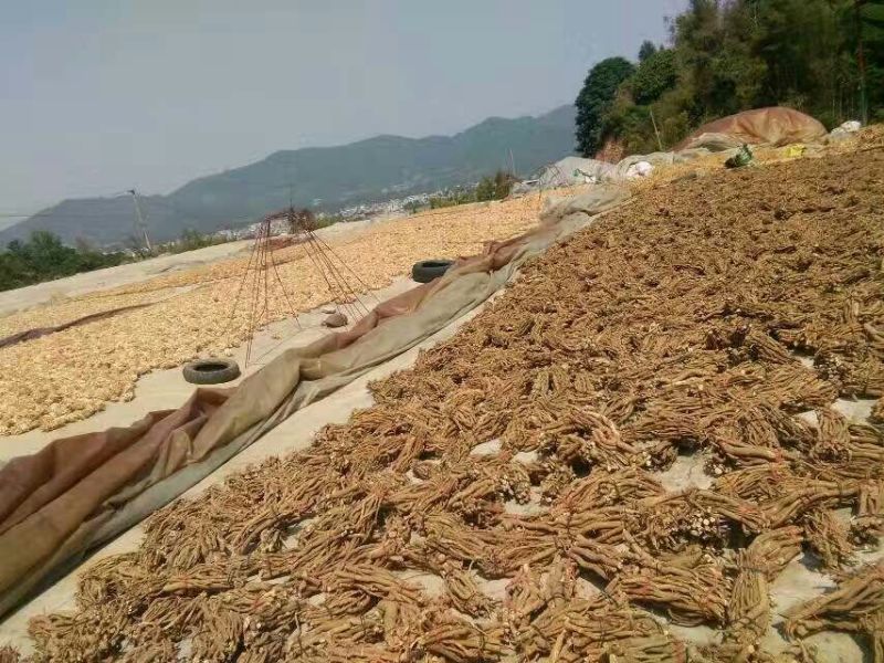 五指毛桃中根
