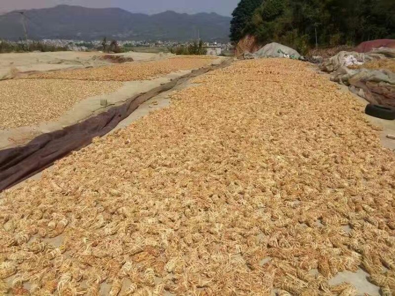 五指毛桃中根
