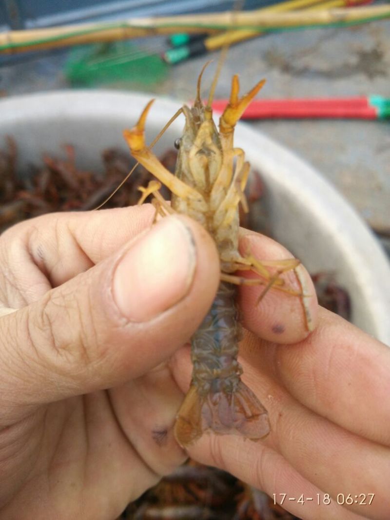 龙虾苗虾苗人工养殖