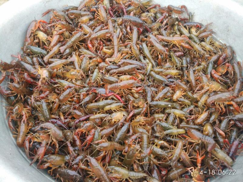 龙虾苗虾苗人工养殖