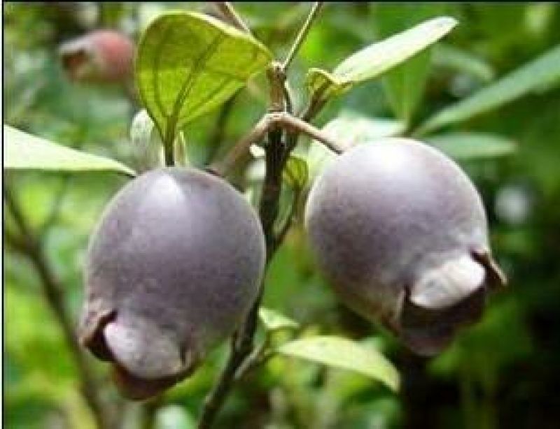 桃金娘树苗阳台庭院楼顶均可种植杯苗发货包邮