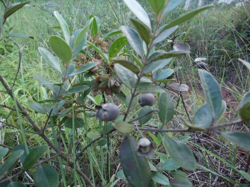 桃金娘树苗阳台庭院楼顶均可种植杯苗发货包邮