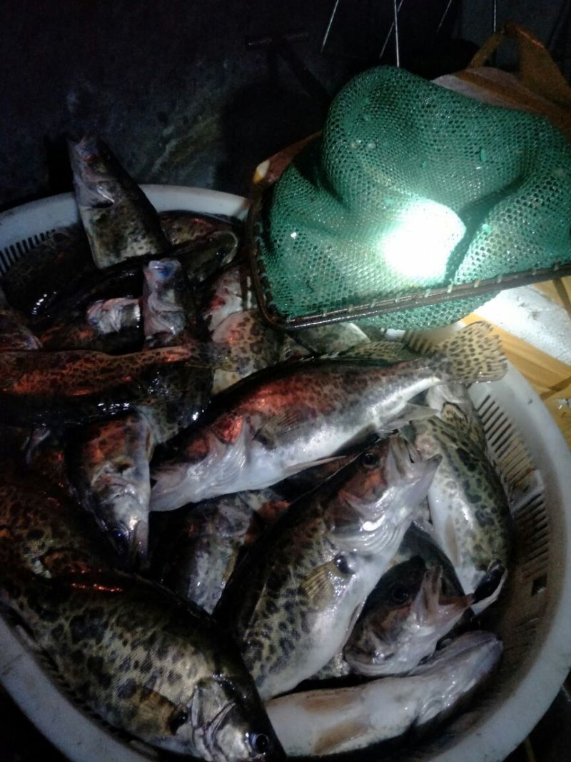 翘嘴鳜食用活鱼20~30cm