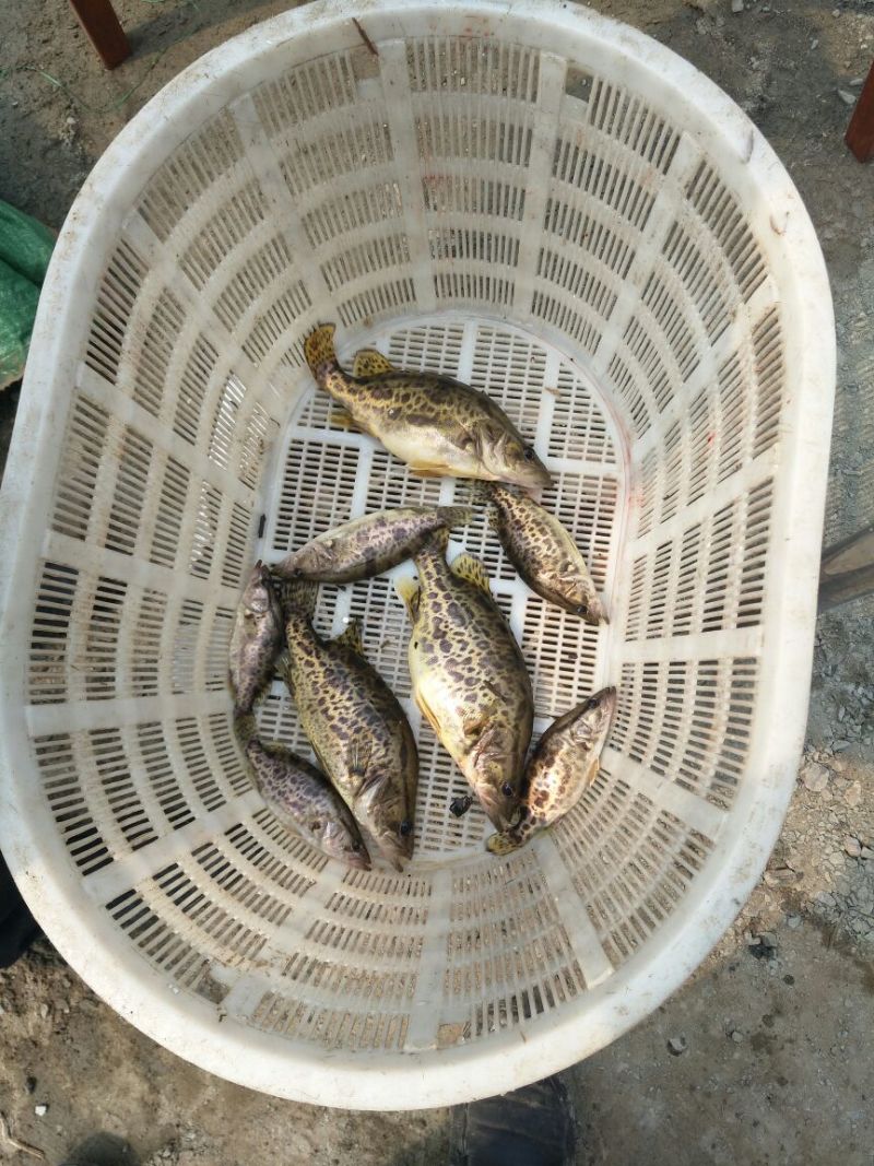 翘嘴鳜食用活鱼20~30cm