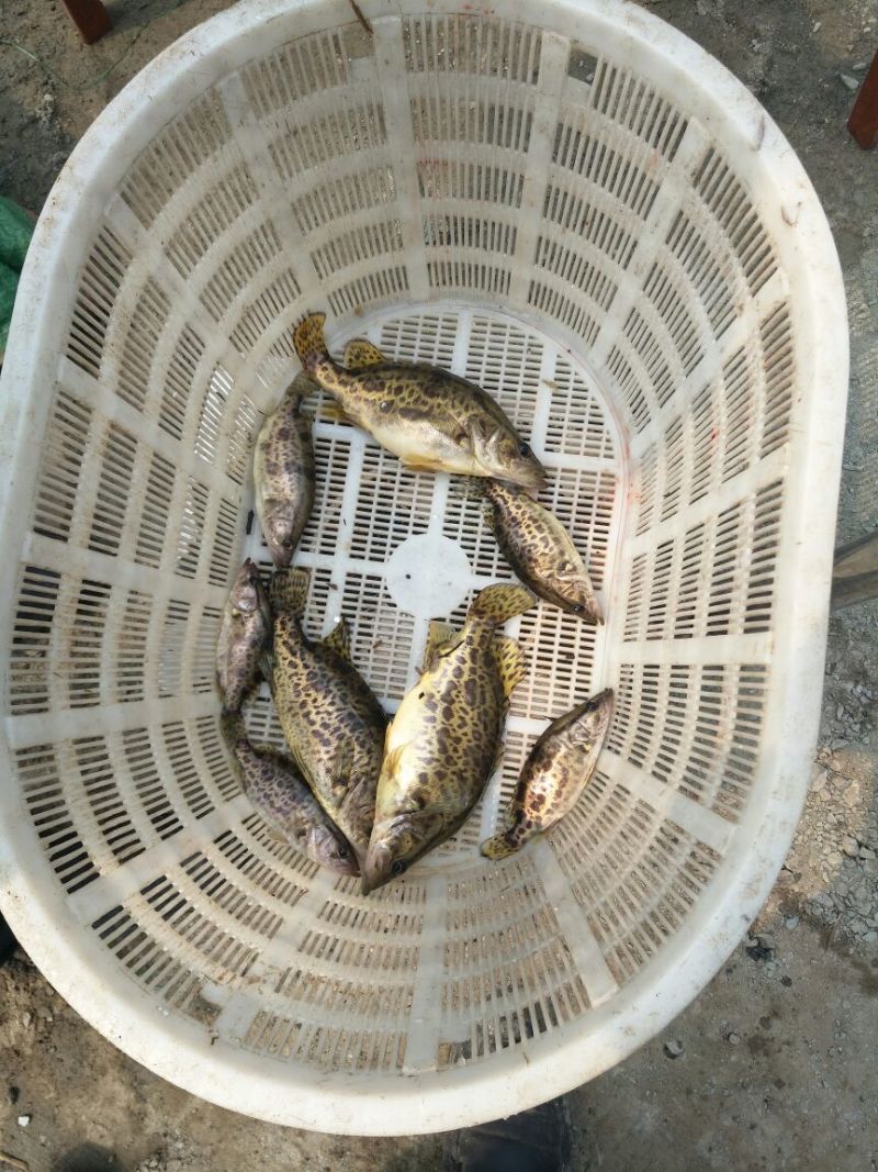翘嘴鳜食用活鱼20~30cm