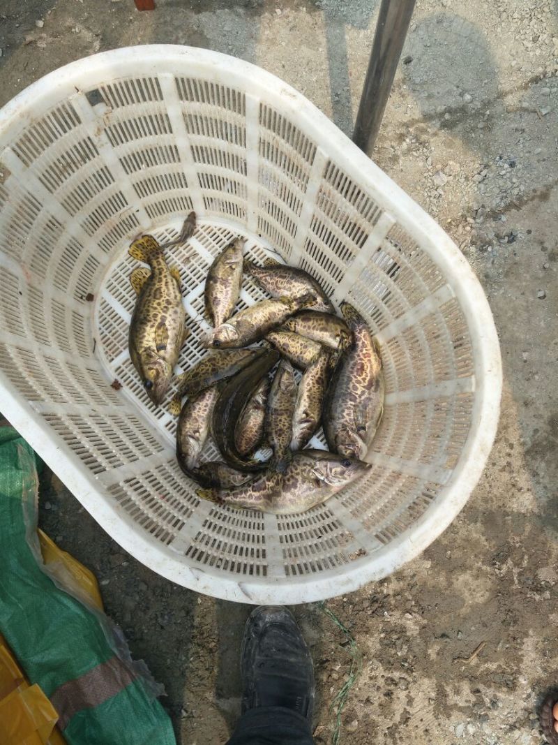 翘嘴鳜食用活鱼20~30cm