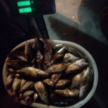 翘嘴鳜食用活鱼20~30cm