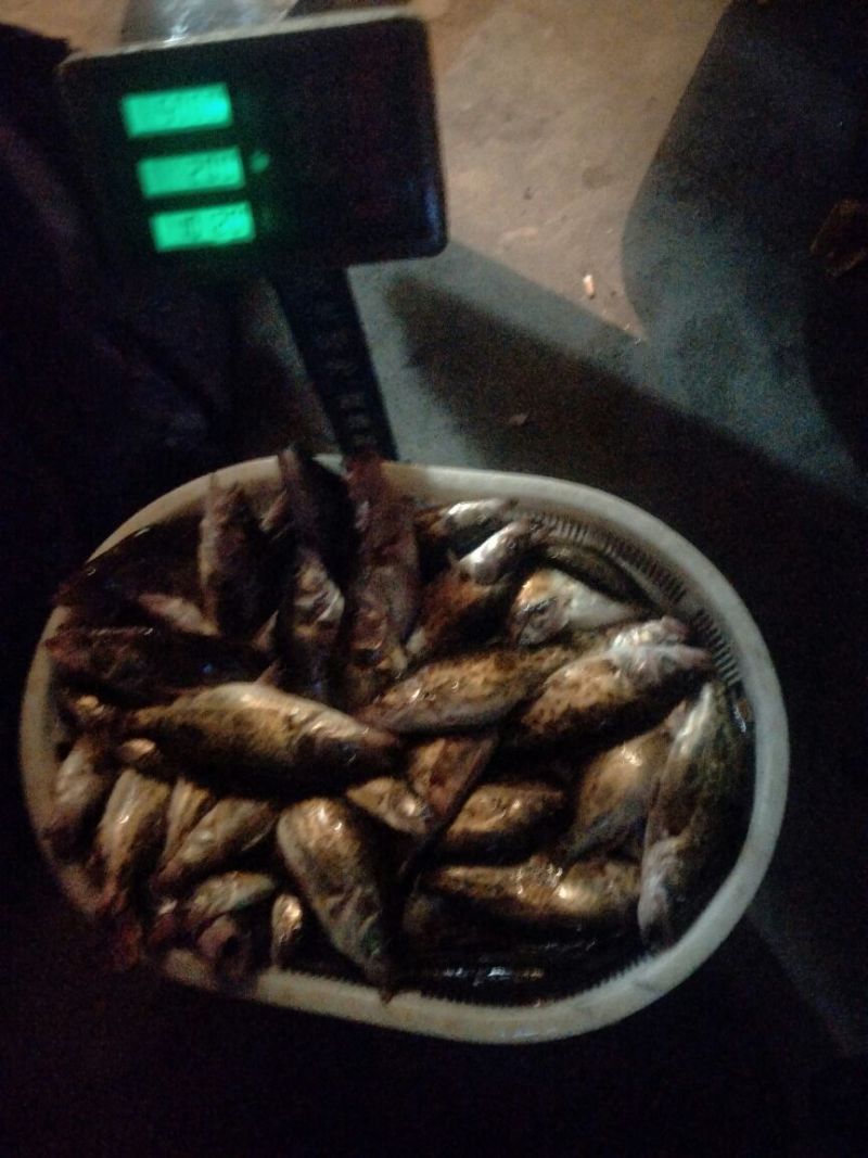 翘嘴鳜食用活鱼20~30cm