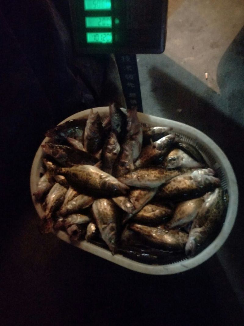 翘嘴鳜食用活鱼20~30cm