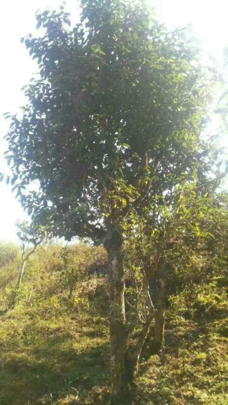 古树普洱茶二级