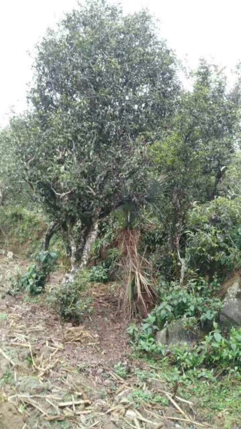 古树普洱茶二级