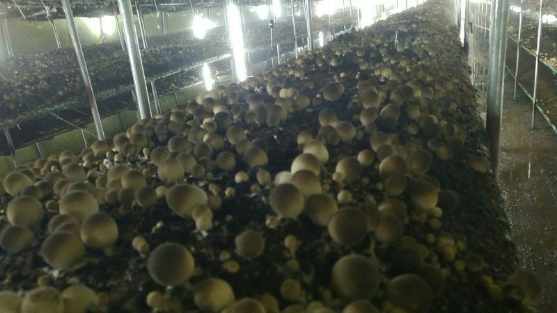 草菇3cm以上