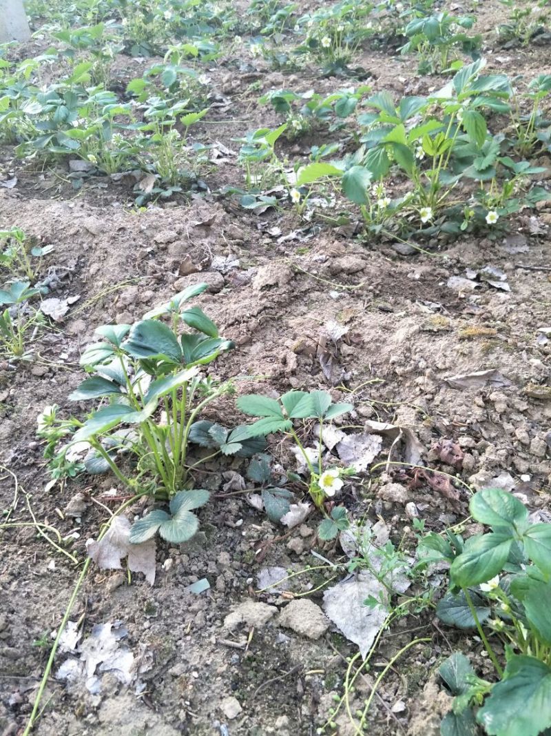 甜查理草莓苗甜宝草莓苗红颜草莓苗全明星