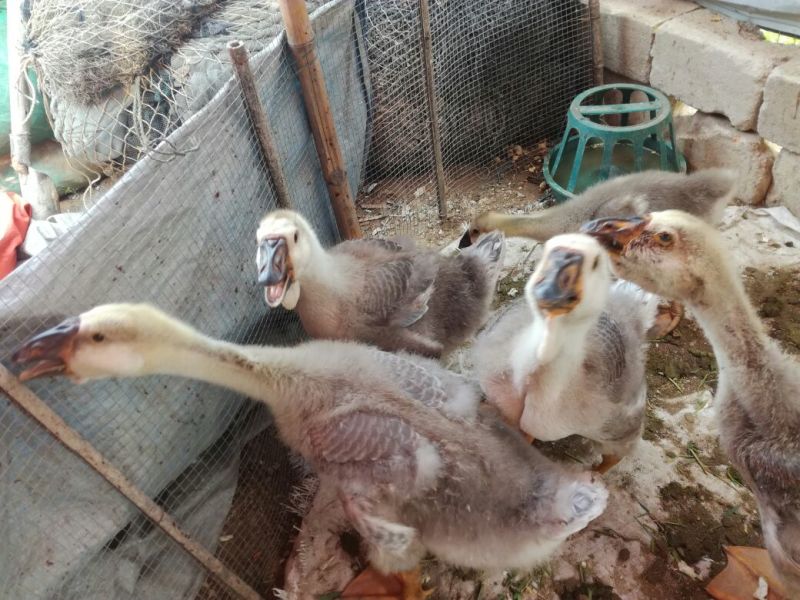 狮头鹅苗250g以下