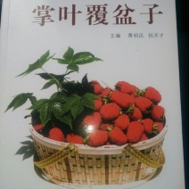 覆盆子苗七叶，五叶，覆盆子苗