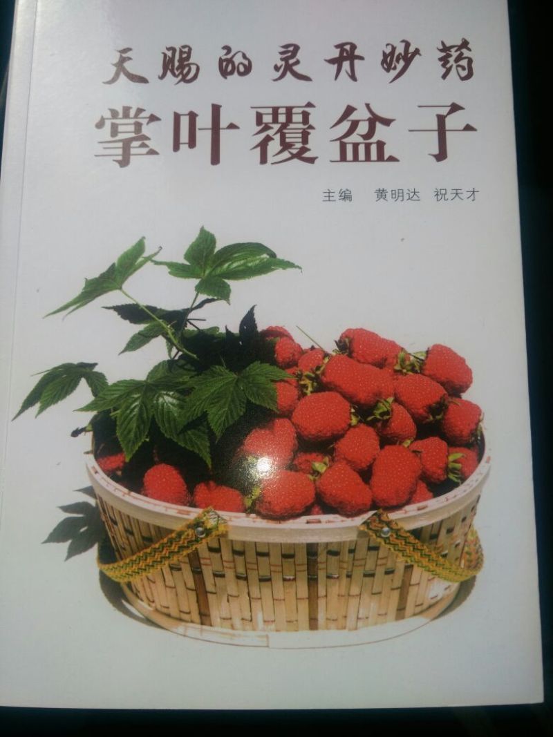 覆盆子苗七叶，五叶，覆盆子苗