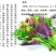 玫瑰酱