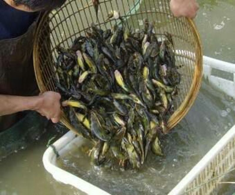 黄颡食用可视频，现场看货。