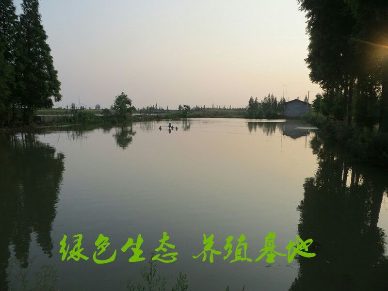 黄颡食用可视频，现场看货。