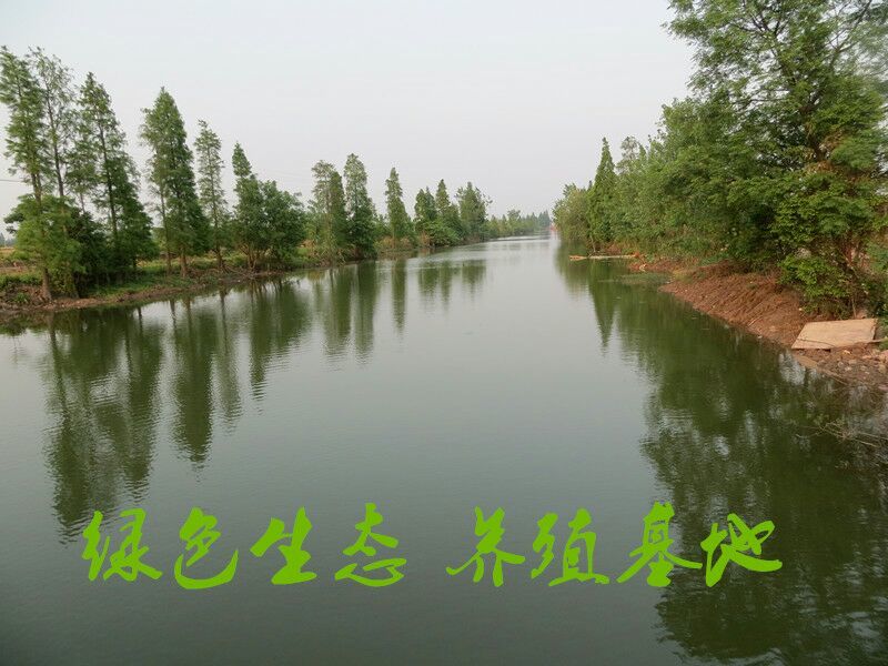 黄颡食用可视频，现场看货。