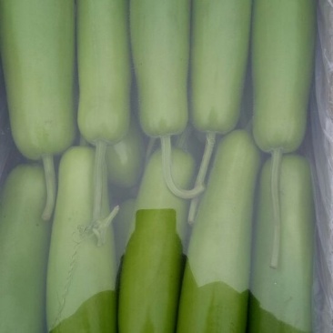 瓠瓜20~30cm6~7cm